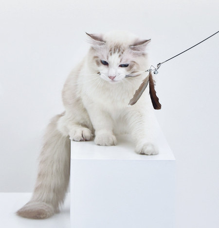 Kassivarraste mänguasi rippuvate sulgedega