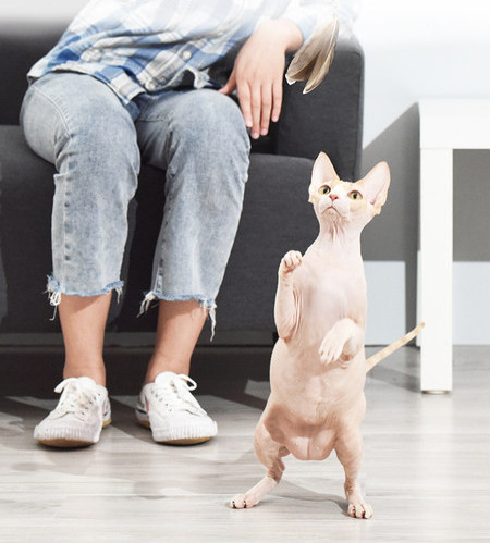 Kassivarraste mänguasi rippuvate sulgedega