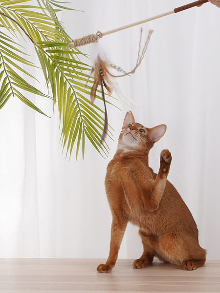 Jucărie din pene de pisică cu pene