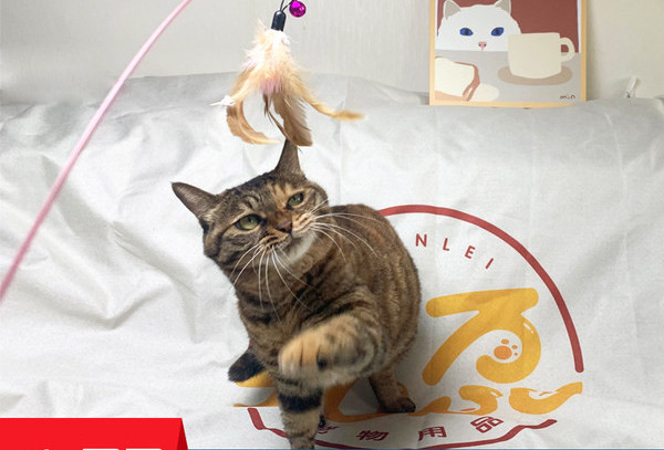 Kassi mänguasja õngeritv - mitu mudelit