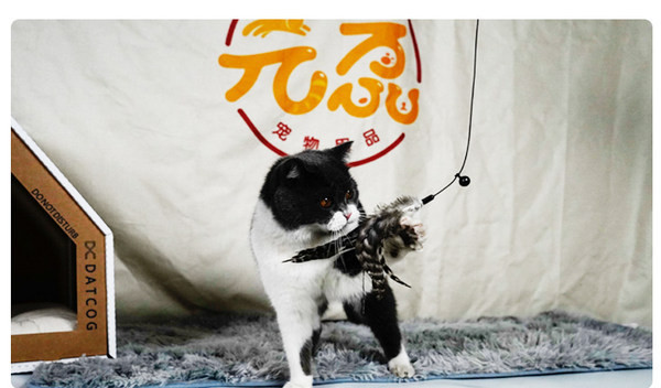 Mänguasi kassidele õngeritv - mitu mudelit