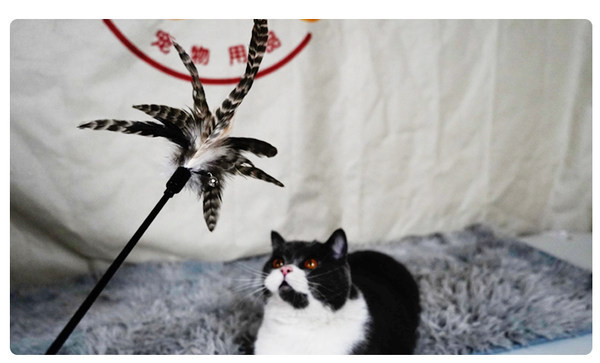 Mänguasi kassidele õngeritv - mitu mudelit