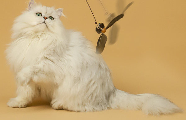 Undiță jucărie două modele pentru pisici