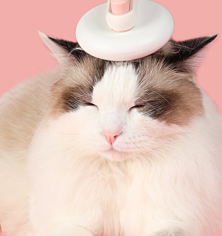 Ümmargune hari igapäevaseks hoolduseks – kassidele