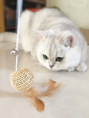 Diferite modele de undiță tip jucărie pentru pisici