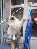 Undiță de pescuit jucărie pisică cu ciucuri