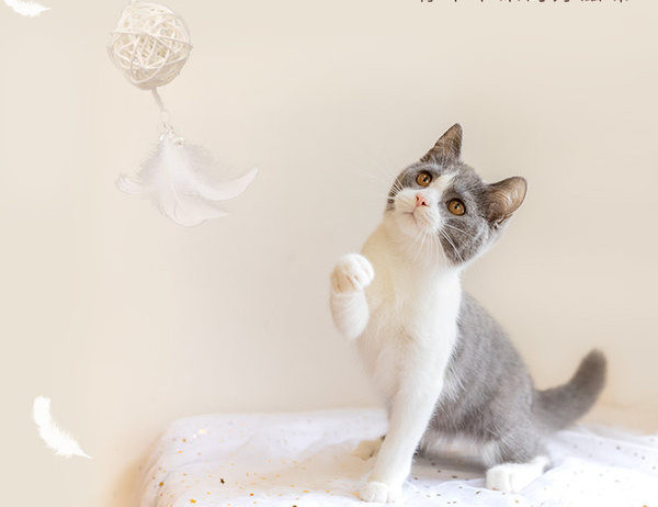 Diferite modele de jucărie pentru pisici cu pene de undiță