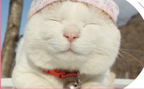 Plastikinės šukos kačių plaukams šalinti