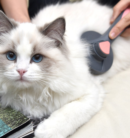 Perie de autocuratare pentru pisici cu cap rotund