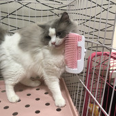 Perie pentru pisici - potrivita pentru montare pe mobila