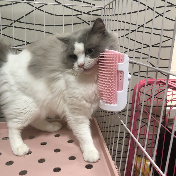 Perie pentru pisici - potrivita pentru montare pe mobila