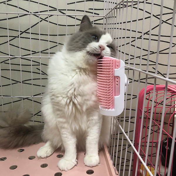 Perie pentru pisici - potrivita pentru montare pe mobila