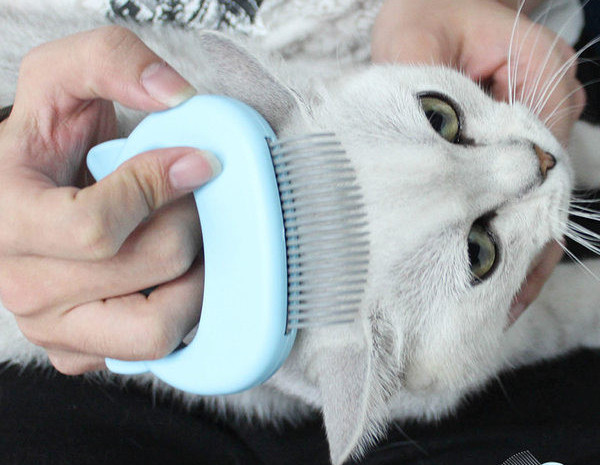 Kolmes värvitoonis plastikkamm kassidele