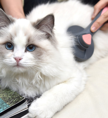 Πλαστική βούρτσα για χτένισμα μαλλιών για γάτες