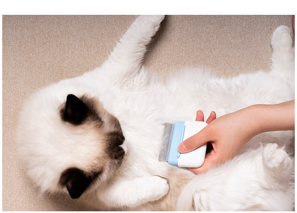 Kamm kasside igapäevaseks hoolduseks