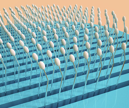 Perie pentru îndepărtarea părului în două modele pentru pisici