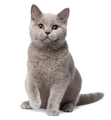 Στρογγυλή πλαστική βούρτσα γάτας