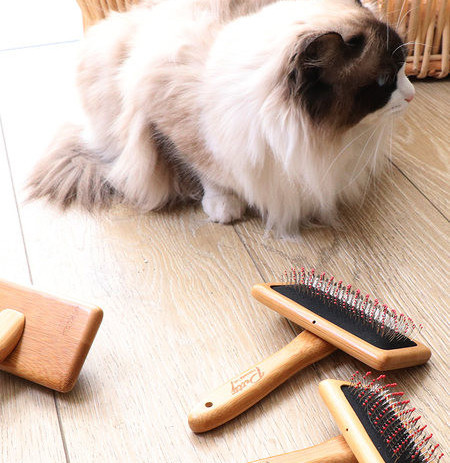 Pintsel või kamm surnud kasside karvade eemaldamiseks