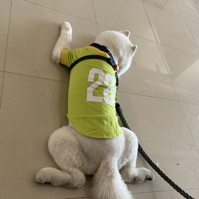 Bluză pentru un câine cu o inscripție - mai multe culori