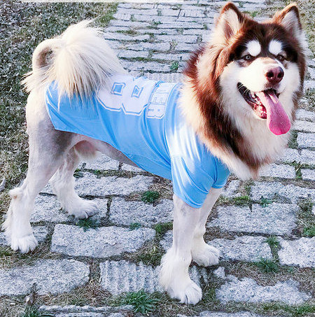 Bluză pentru un câine cu o inscripție - mai multe culori