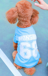 Ρούχα για σκύλους - πολλά μοντέλα