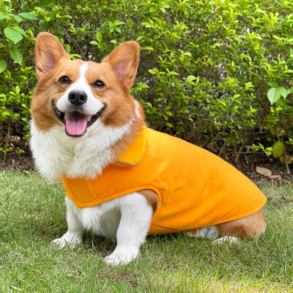 Haina pentru un caine cu autocolant