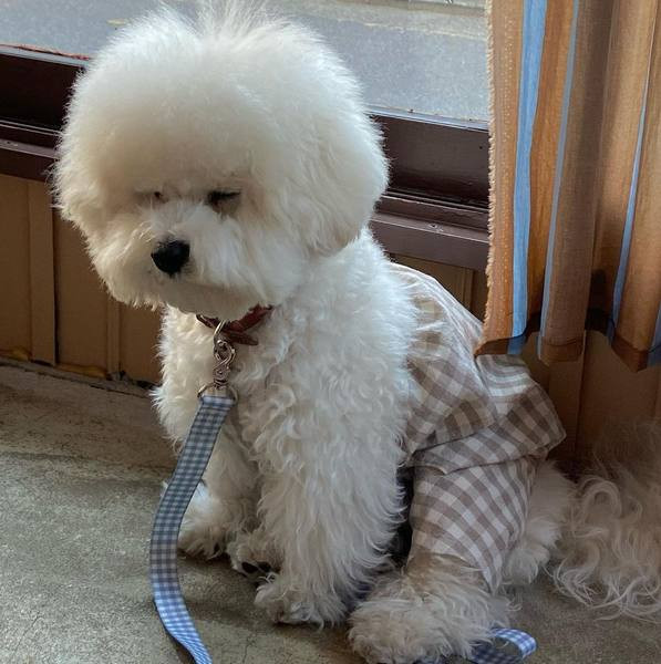 Ruuduline kombinesoon koertele