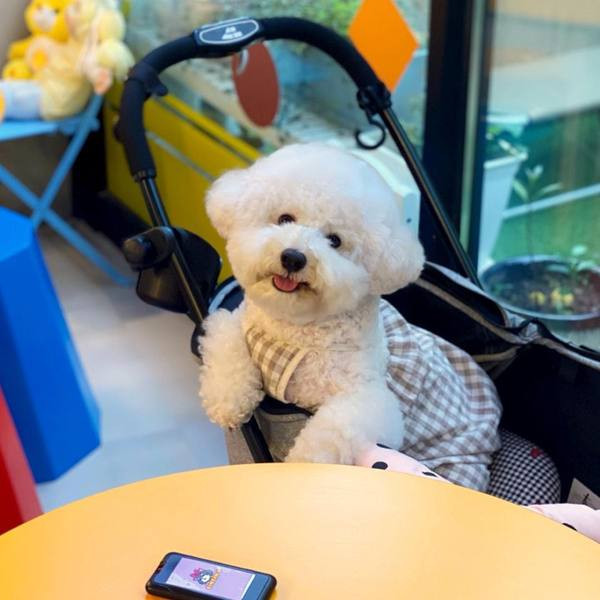 Ruuduline kombinesoon koertele