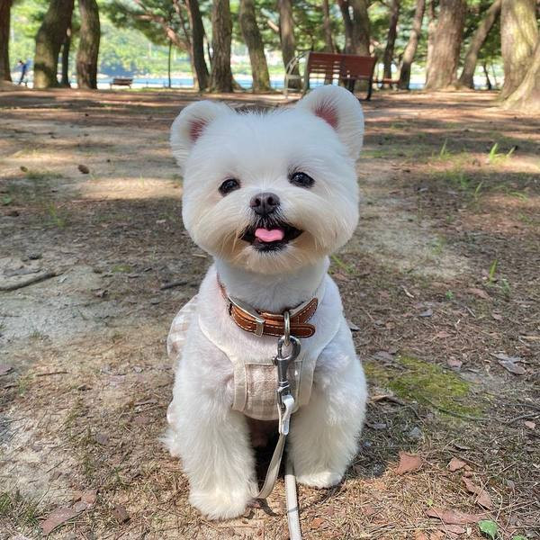 Ruuduline kombinesoon koertele