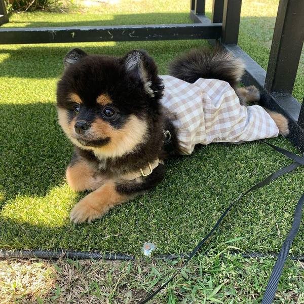 Ruuduline kombinesoon koertele