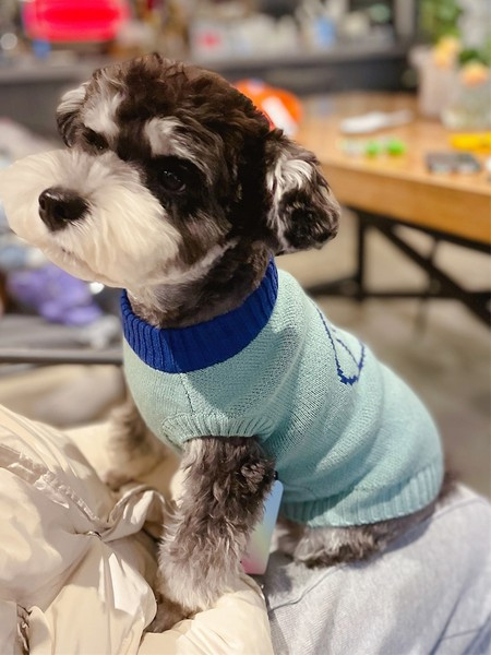 Vesta pentru caini in albastru si roz