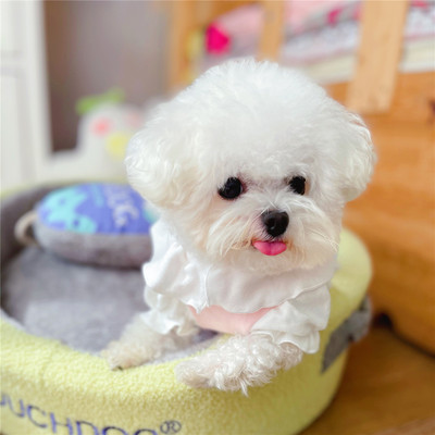 Salopeta pentru caini cu bucle