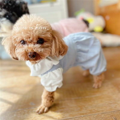 Salopeta pentru caini cu bucle