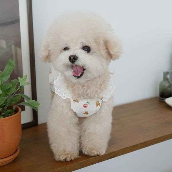 Pitsiga riided ja aplikatsioonid koertele