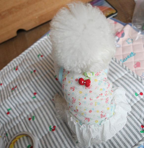 Fusta caine cu dantela in doua culori