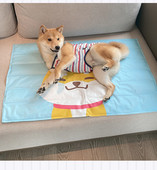 Aplikatsiooniga padi koertele