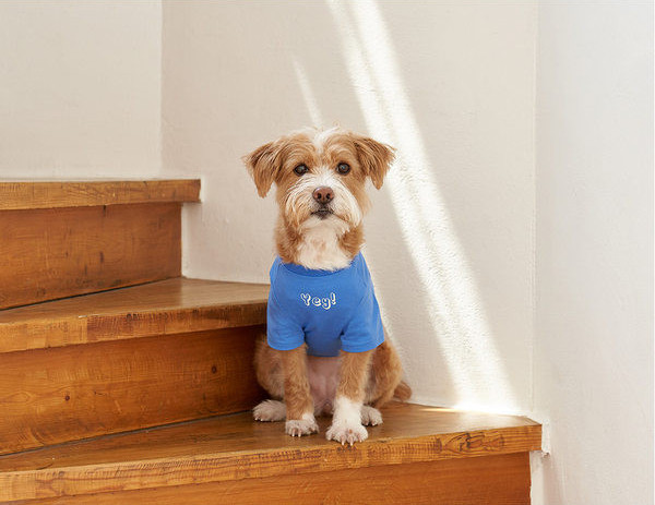 Bluză cu inscripție în trei culori