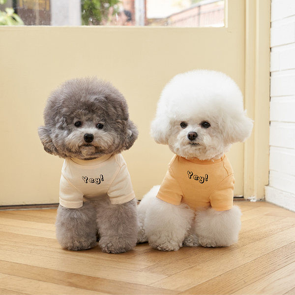 Bluză cu inscripție în trei culori