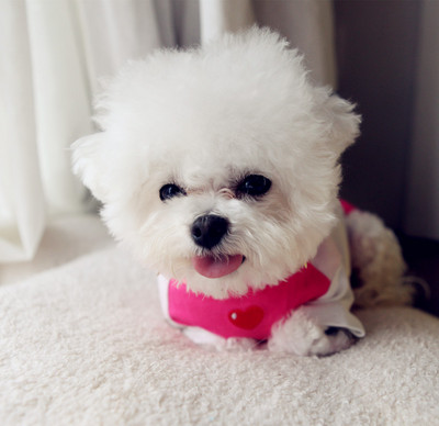 Bluză pentru câini cu aplicație colorată și broderie