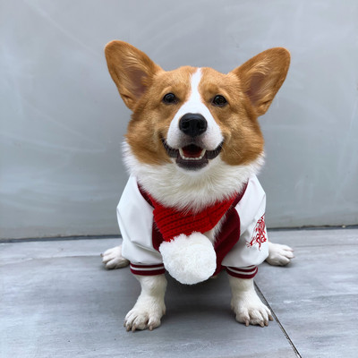 Odjeća za pse - dva modela