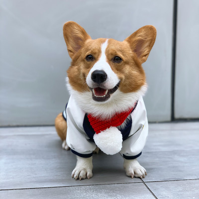 Odjeća za pse - dva modela