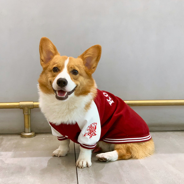 Odjeća za pse - dva modela