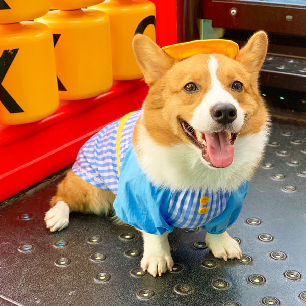 Bluză în carouri în albastru pentru câini