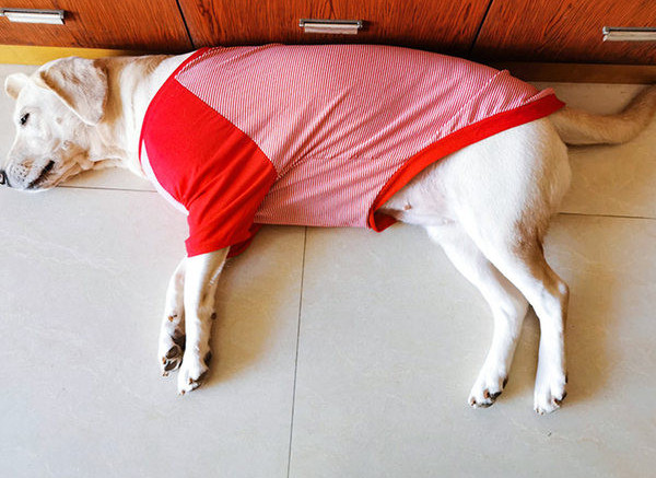 Koerariided - kaks mudelit