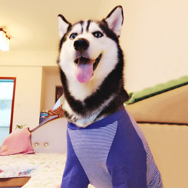 Koerariided - kaks mudelit