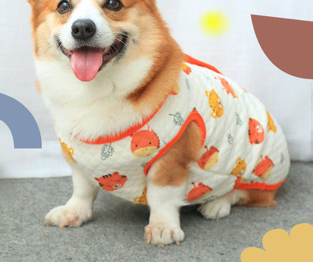 Haine colorate pentru câini