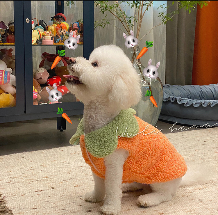 Moodne kahevärviline vest koertele