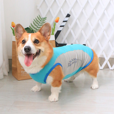 Sinist värvi velvetist keha koertele