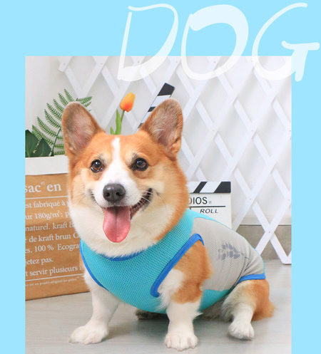 Sinist värvi velvetist keha koertele