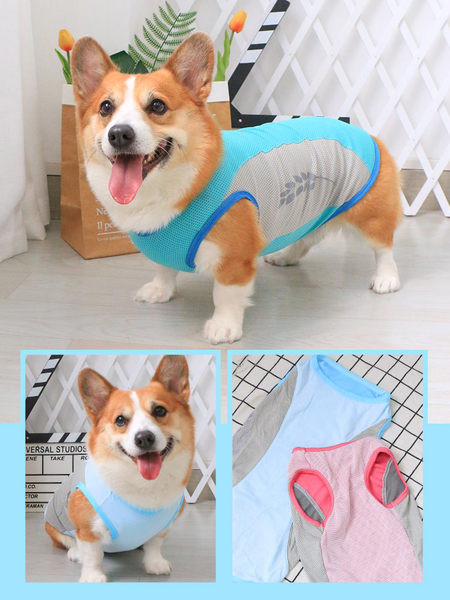 Sinist värvi velvetist keha koertele